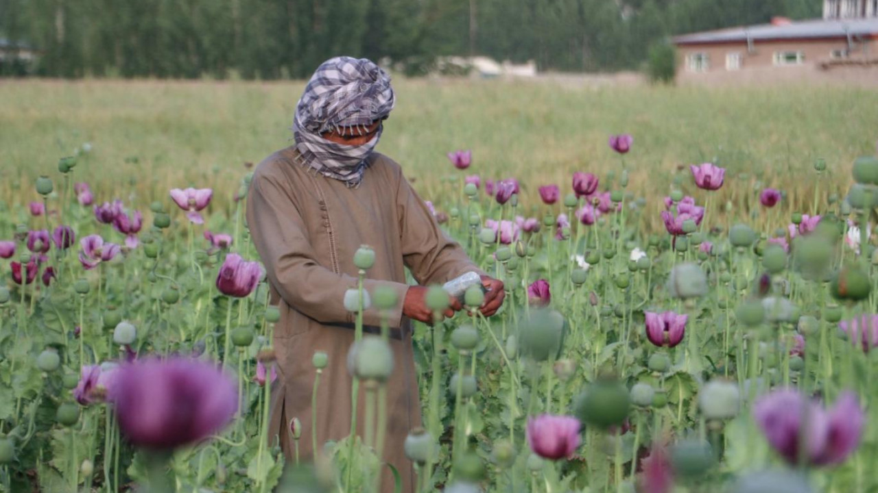 افغانستان میں پابندی کے باوجود افیون کی کاشت میں % 19 فیصد اضافہ، عالمی ادارہ صحت