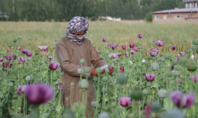 افغانستان میں پابندی کے باوجود افیون کی کاشت میں % 19 فیصد اضافہ، عالمی ادارہ صحت