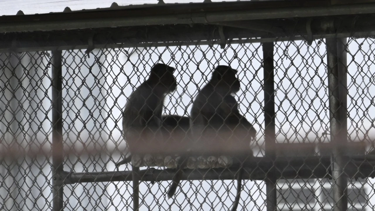 43 lab monkeys escaped in South Carolina. They have a legal claim to freedom.