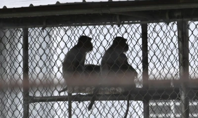 43 lab monkeys escaped in South Carolina. They have a legal claim to freedom.