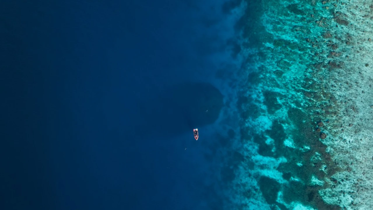 Scientists just discovered a sea creature as large as two basketball courts. Here’s what it looks like.