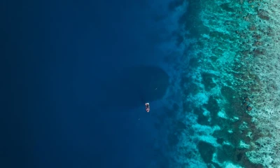 Scientists just discovered a sea creature as large as two basketball courts. Here’s what it looks like.