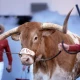 Big beef: No space for Bevo at SEC title game