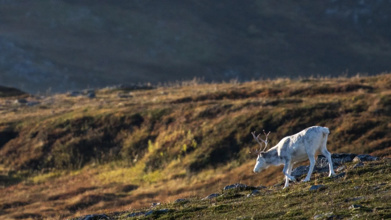 This critical ecosystem helped keep climate change in check. Now it’s making things worse.