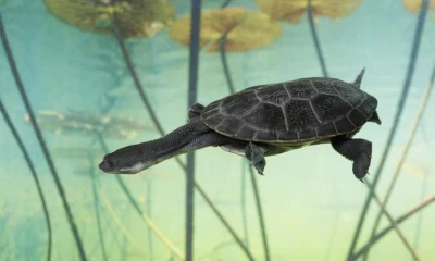 13 endangered snake-necked turtles repatriated back to Indonesia