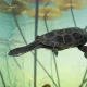 13 endangered snake-necked turtles repatriated back to Indonesia