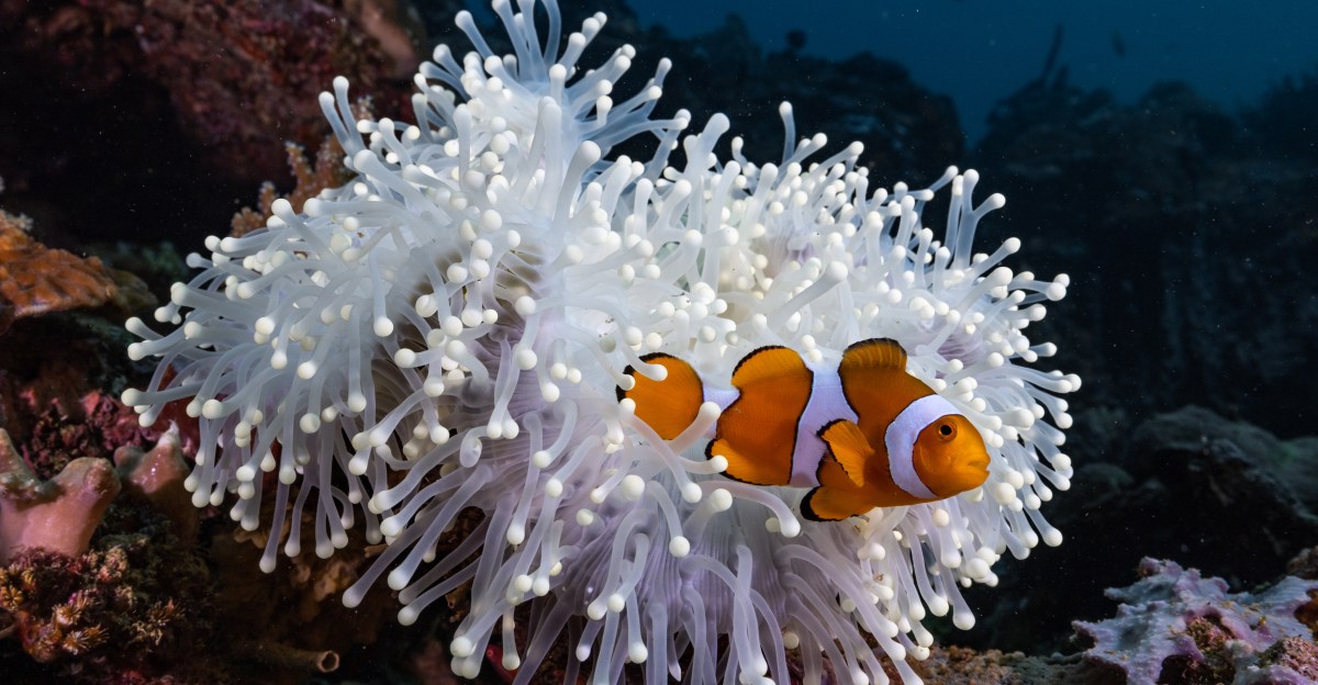 The curious case of the shrinking clownfish