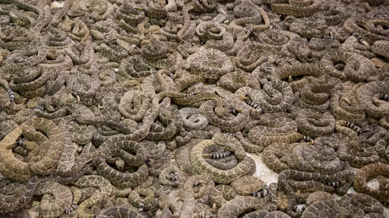 124 snakes found with dead body in US home