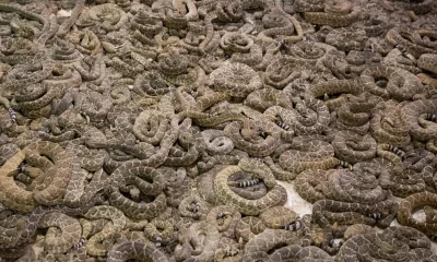 124 snakes found with dead body in US home