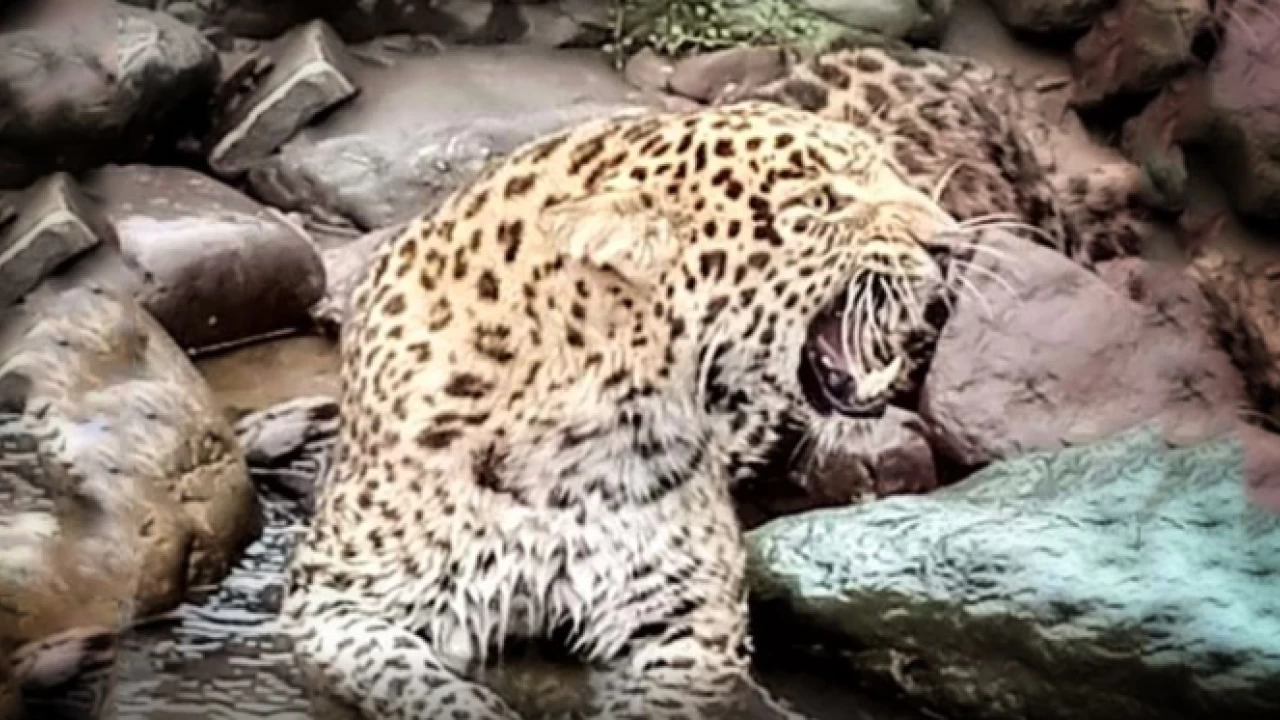 Rare leopard found injured in Muzaffarabad, dies 