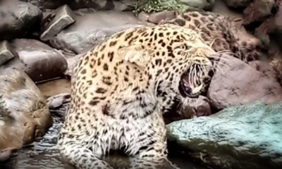 Rare leopard found injured in Muzaffarabad, dies 