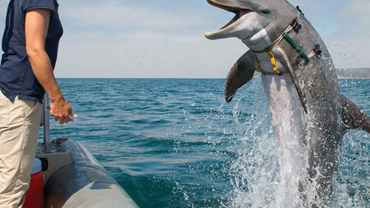 US deploys ‘military dolphins’ to protect nuclear weapons