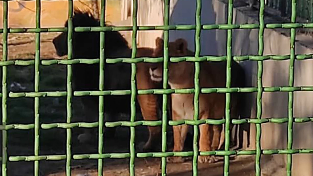 Lioness kills keeper, escapes zoo