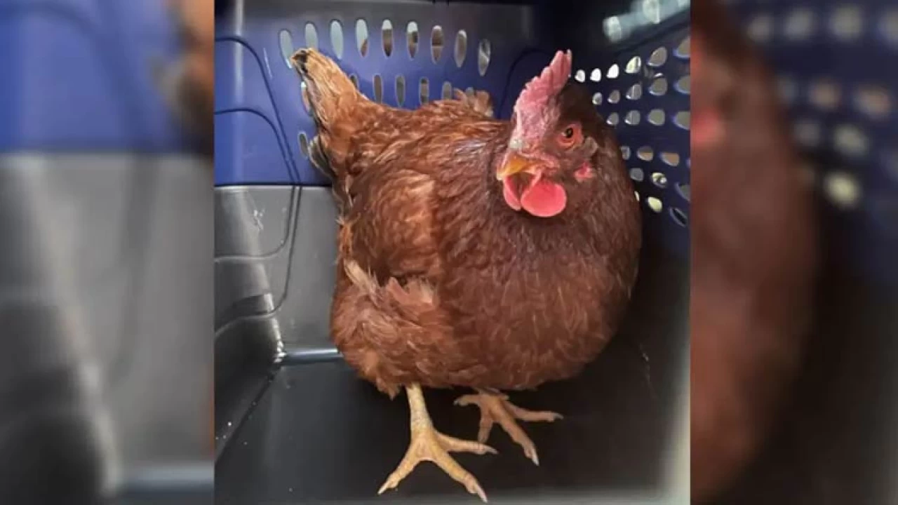 Wandering chicken taken into custody at Pentagon security area