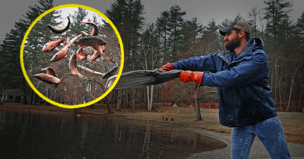 Fish Busting Why are states unleashing millions of these fish?