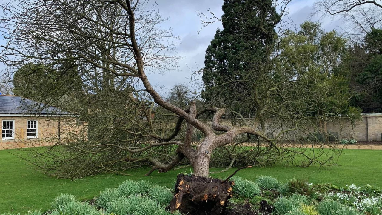 Storm Eunice blows down 'Newton's apple tree' 