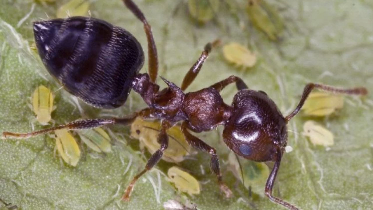 Ants can ‘sniff out’ cancer, research reveals  