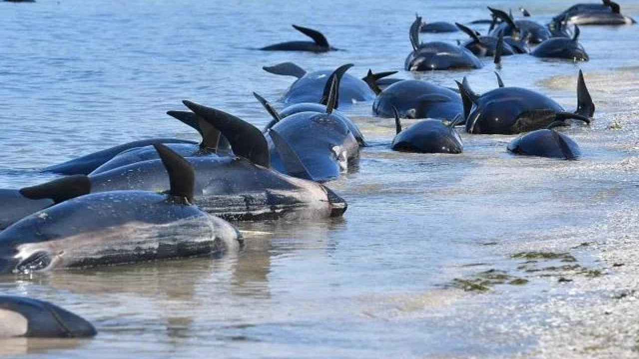 31 pilot whales die in New Zealand's "death trap" beach 