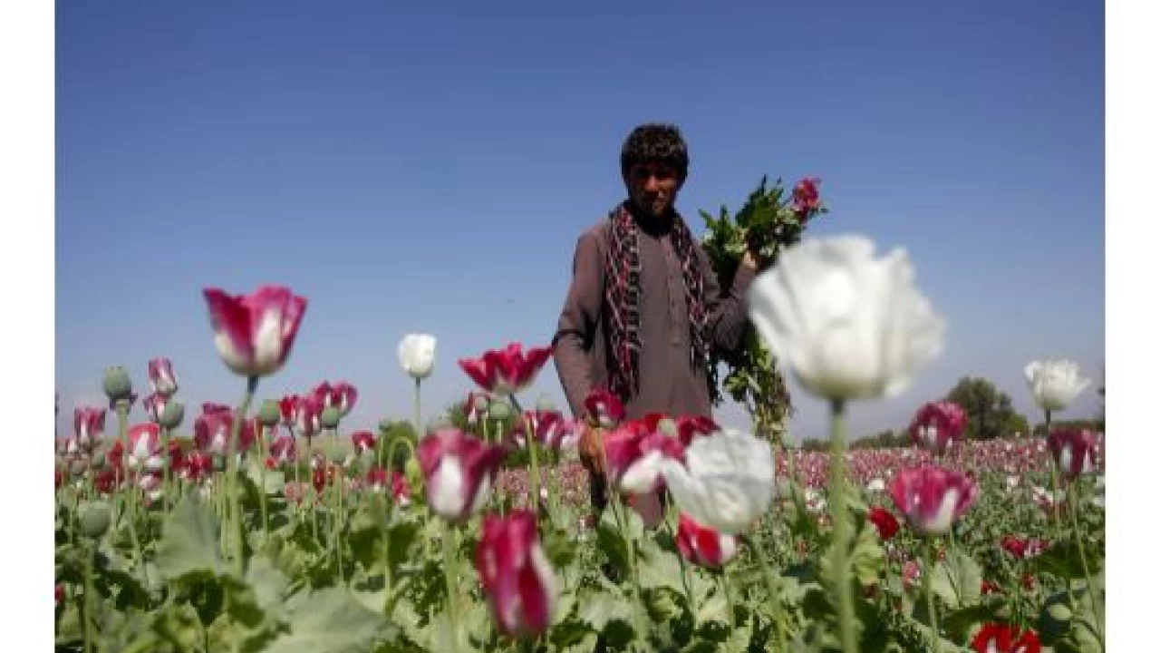 Taliban imposes ban on narcotics cultivation, including lucrative opium