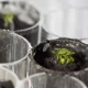 Scientists successfully grow plants in soil from the Moon