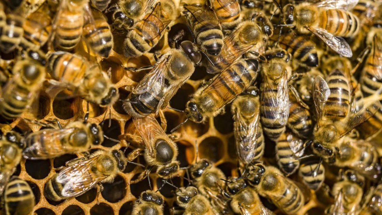 Honeybee venom founds beneficial in killing some breast cancer cells