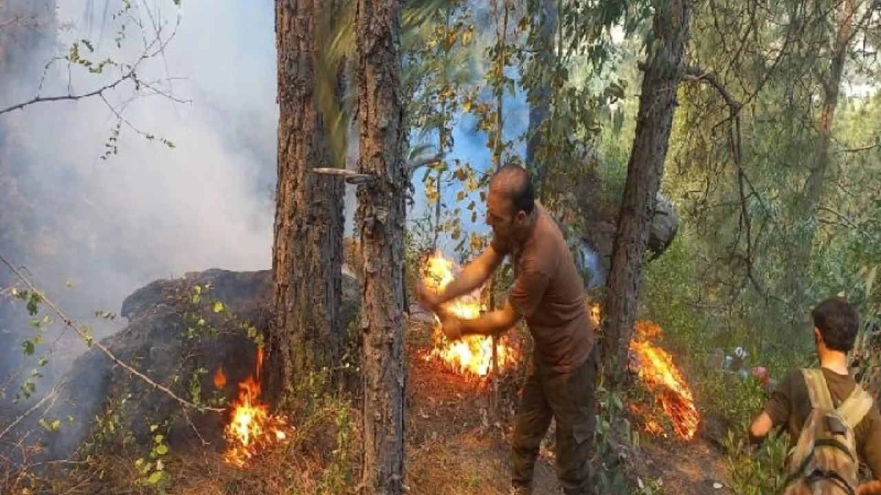 Latest fires break out in Swat's various forests