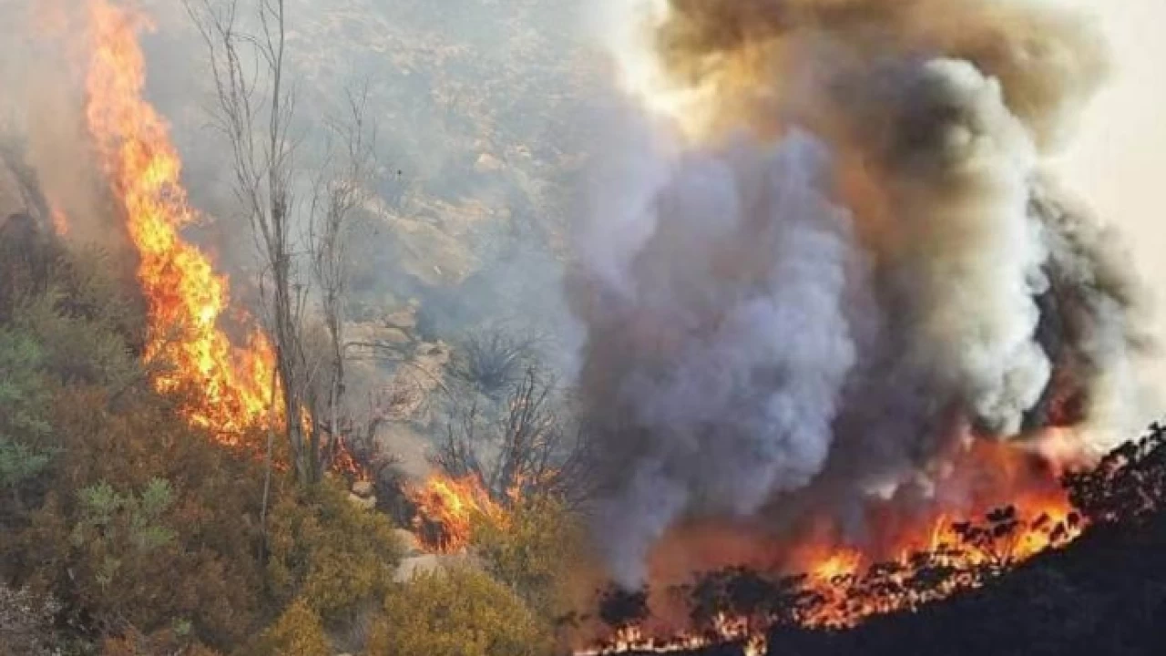 KP CM seeks report from CS over forest fires