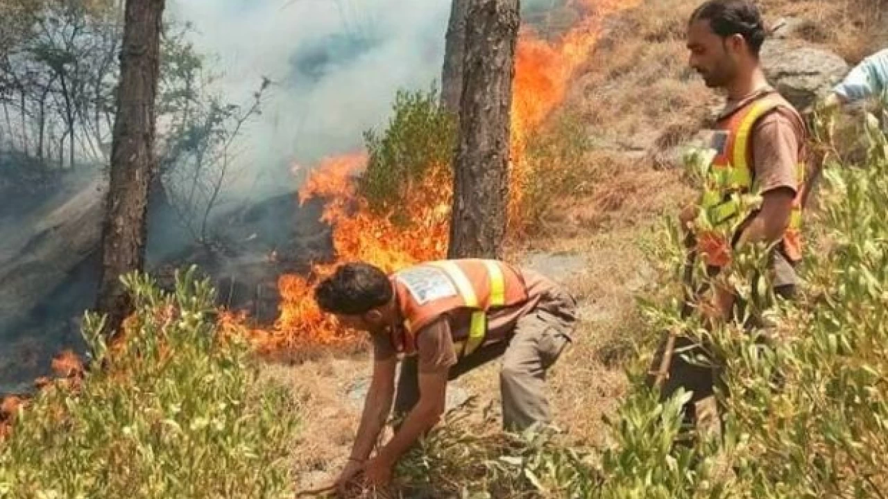 Authorities arrest two for 'setting fire' to Marghuzar forest in Swat
