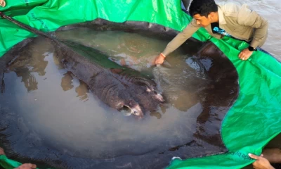 World’s largest freshwater fish caught in Cambodia