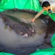 World’s largest freshwater fish caught in Cambodia