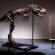 76 million-year-old dinosaur skeleton to be auctioned in NYC