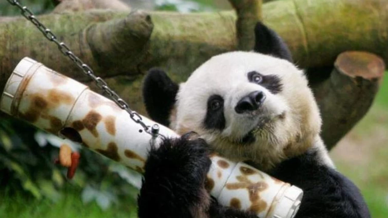 Longest-living male giant panda dies at 35