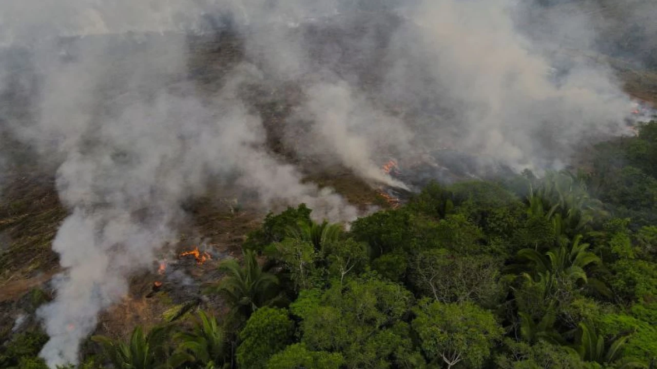 Fires in Brazil's Amazon forest surge in August to its peak since 2010