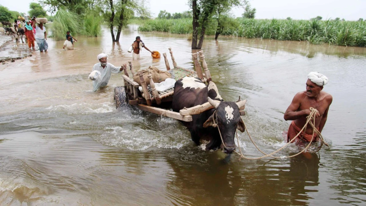 Catastrophic monsoon-triggered floods leave over 736,000 livestock dead in Pakistan 