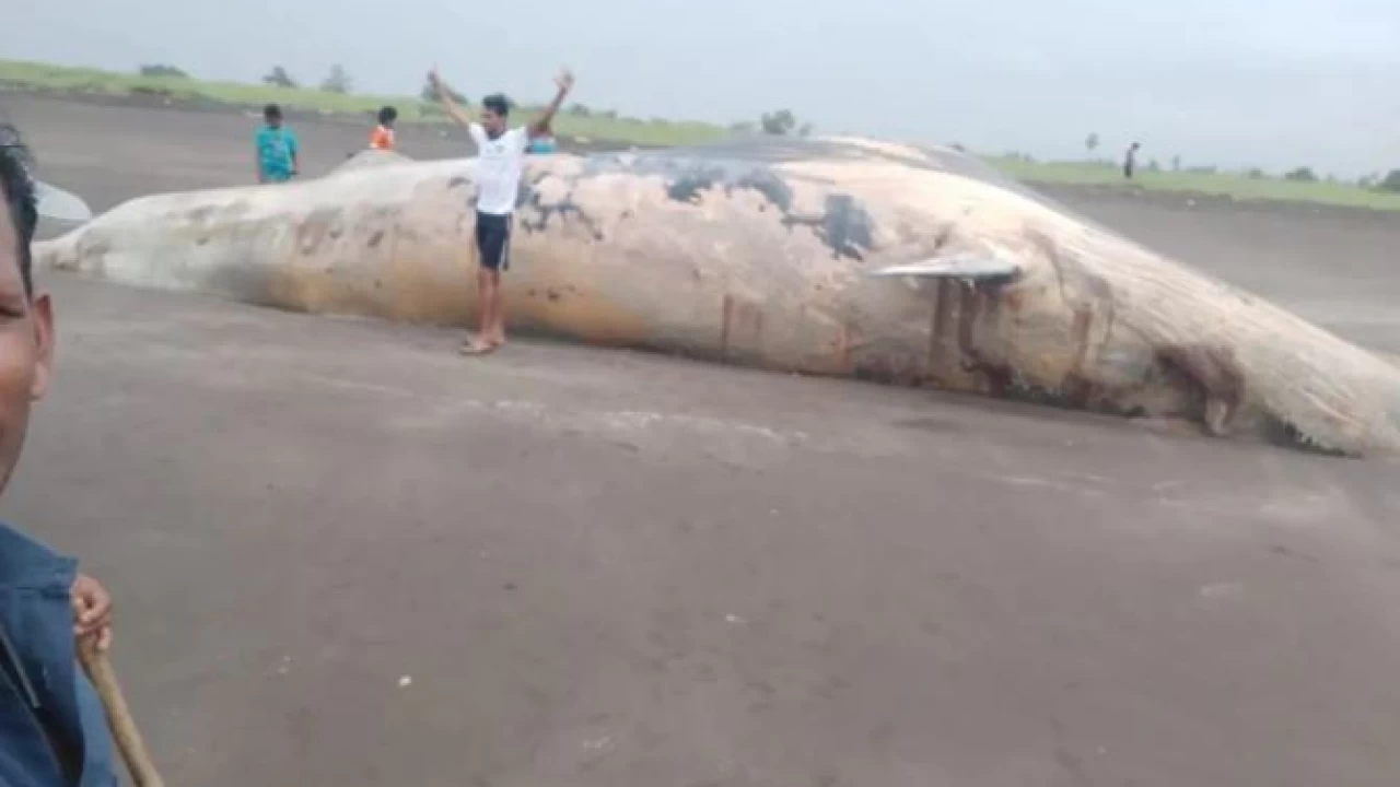 40-ft whale carcass washes ashore at Maharashtra’s Mardes Beach