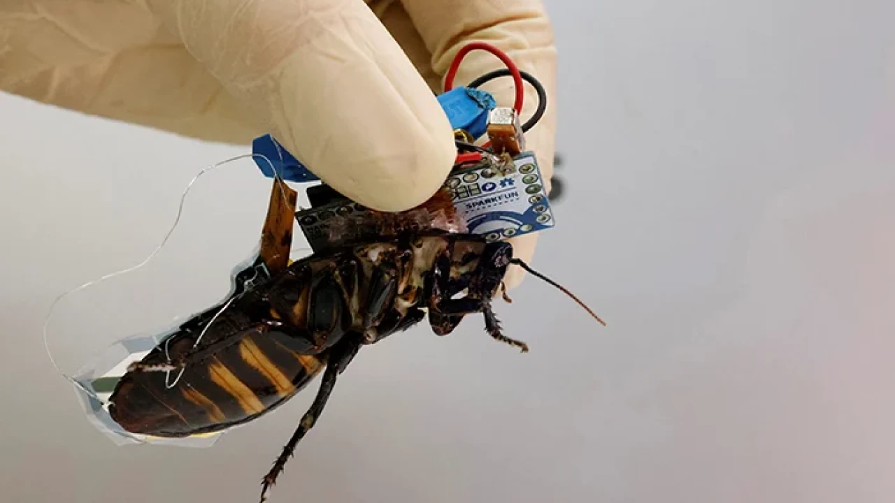 Japan makes cyborg cockroaches to assist in disaster relief efforts  