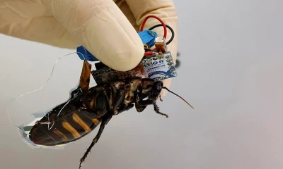 Japan makes cyborg cockroaches to assist in disaster relief efforts  