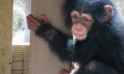 کانگو میں تین چمپینزیوں کا اغوا، لاکھوں تاوان طلب