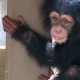 کانگو میں تین چمپینزیوں کا اغوا، لاکھوں تاوان طلب