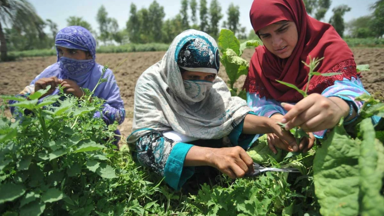 Int’l Day of Rural Women being observed today