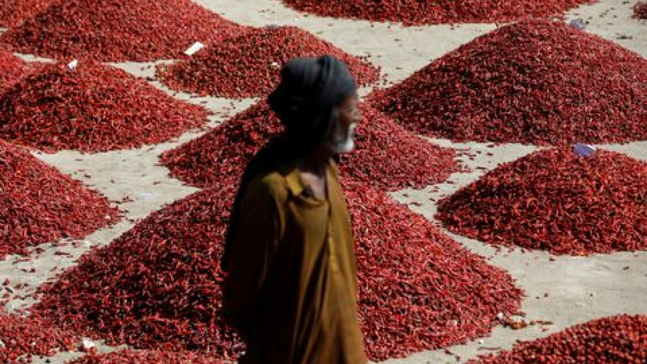 First heat, then floods wipe out farms in Pakistan's chilli capital