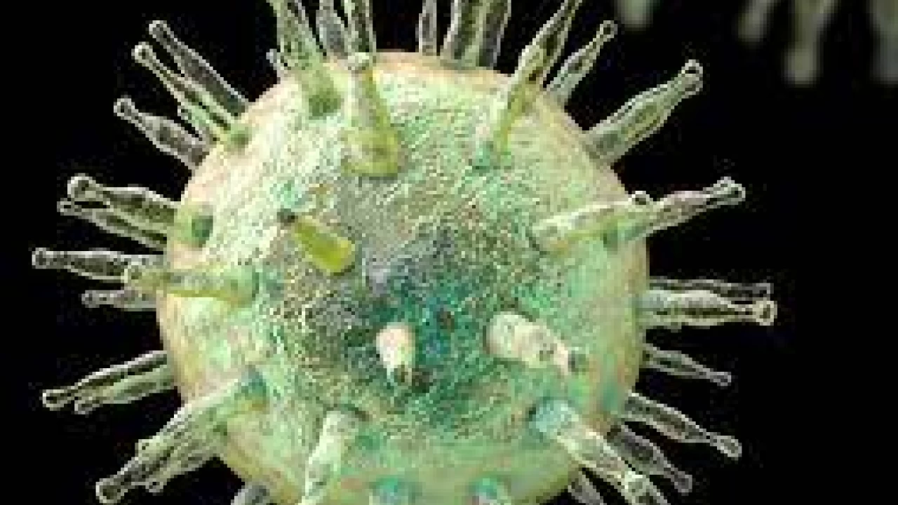 Coronavirus: Pakistan reports 4,856 new infections, 81 deaths