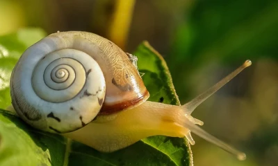 Chinese scientists develop snail mucus into adhesive for wounds
