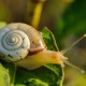 Chinese scientists develop snail mucus into adhesive for wounds