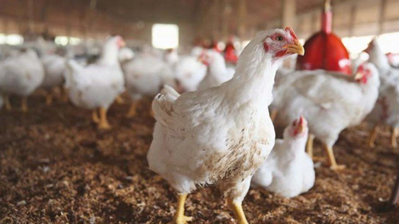 Chicken price reaches Rs700 per kg in Karachi