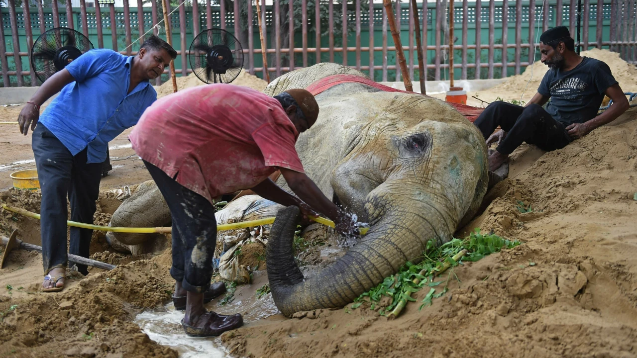 Elephant Noor Jehan breathes her last at Karachi Zoo