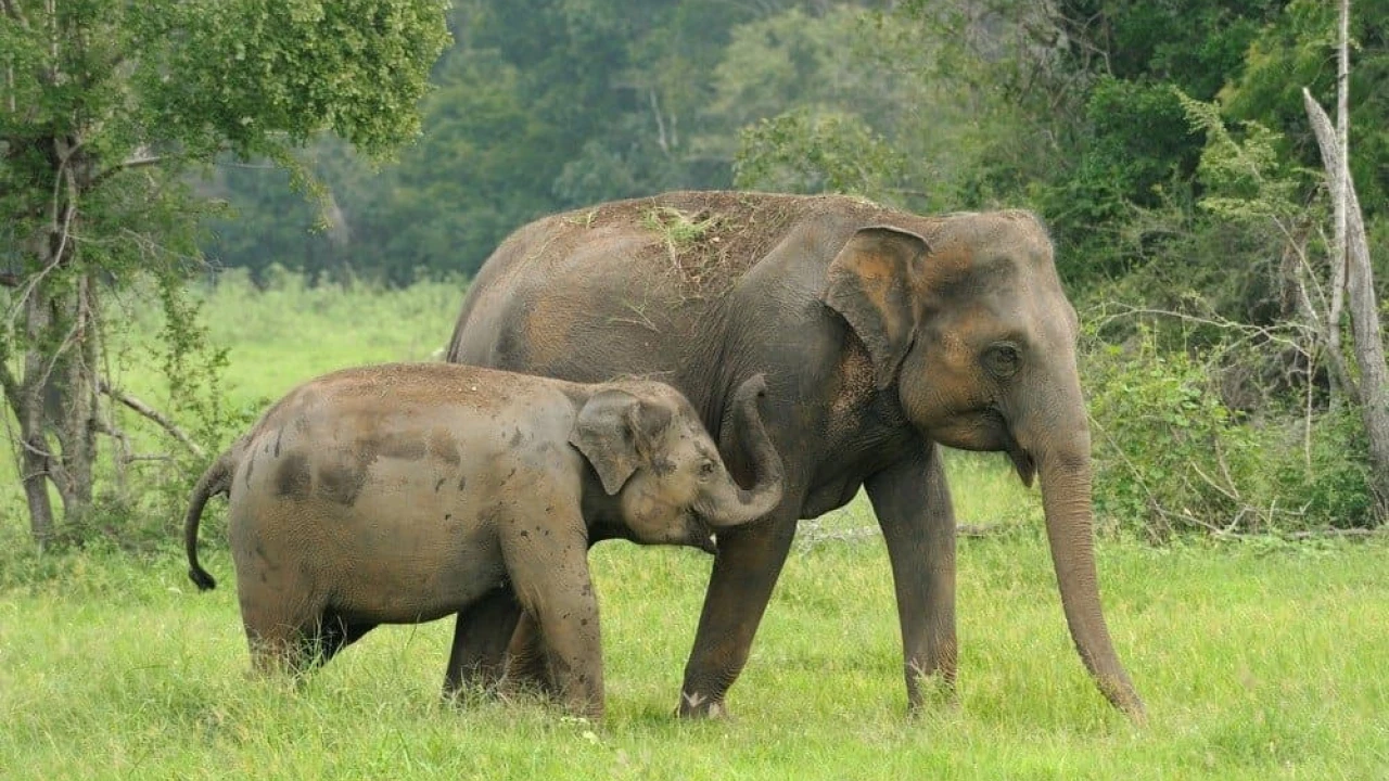 Sri Lanka offers to gift two female elephants to Pakistan