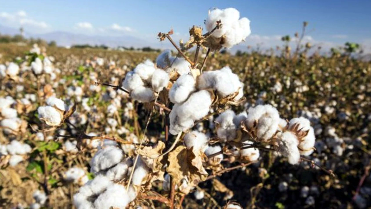 Punjab set target of cotton growing on four million acres land during season