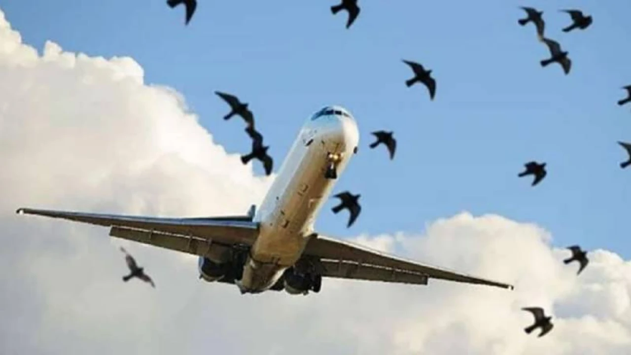 PIA plane hit by bird, makes emergency landing