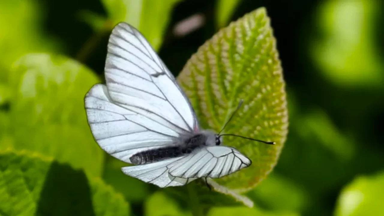 Extinct butterfly reappears in UK